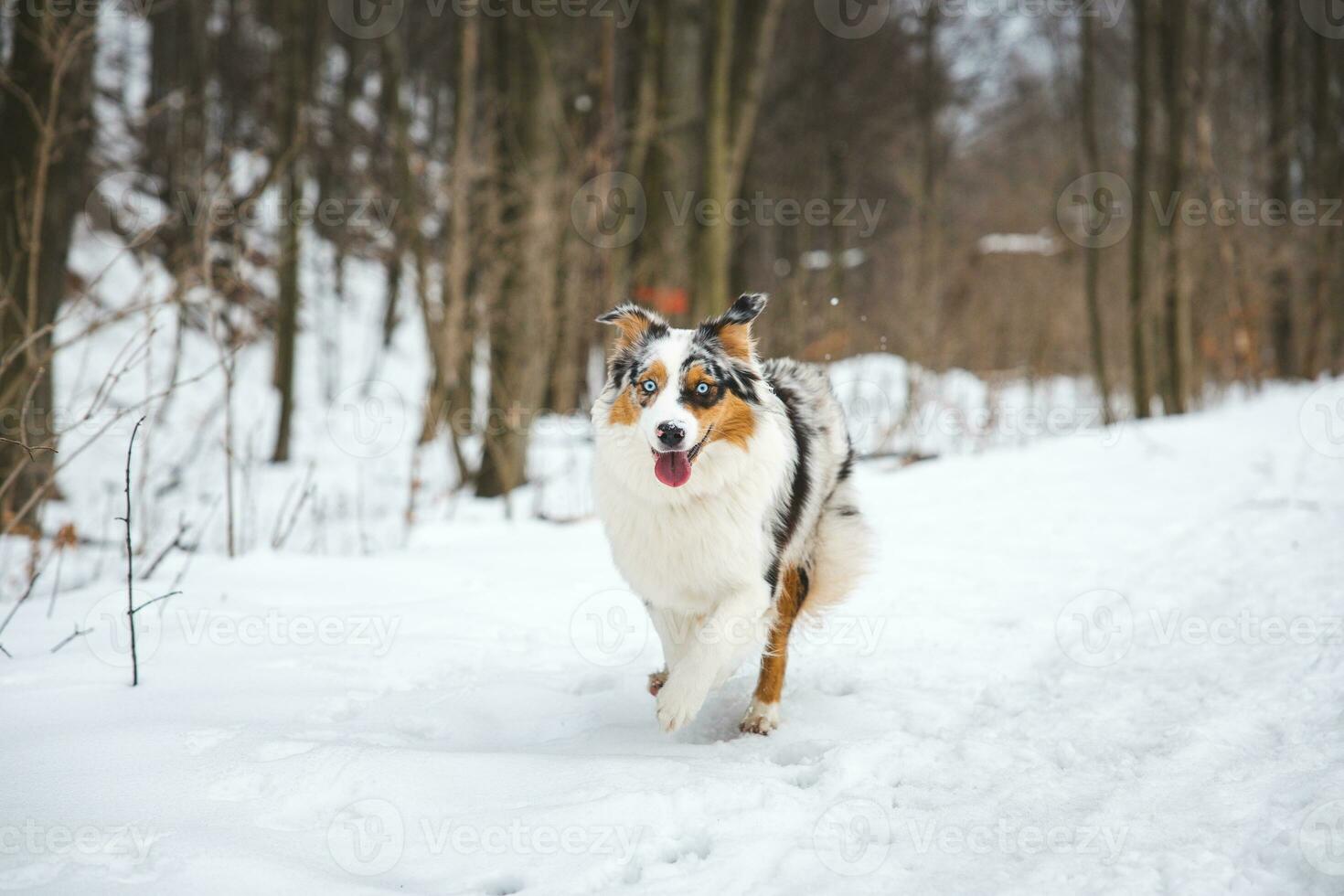 Portrait of Australian Shepherd puppy running in snow in Beskydy mountains, Czech Republic. Dog's view into the camera photo