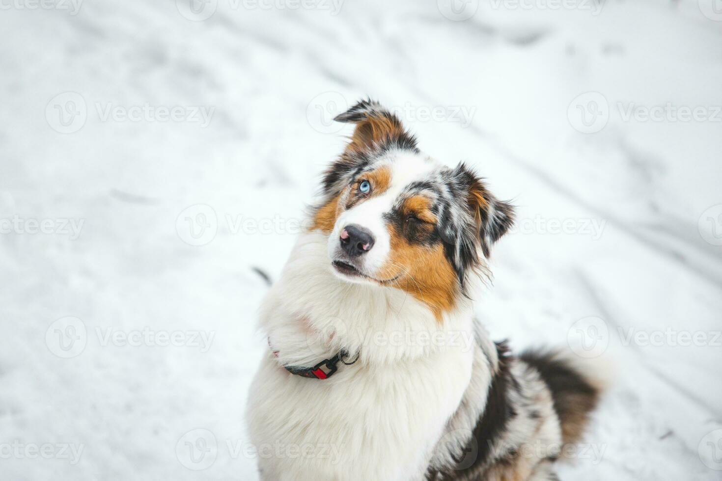 Australian Shepherd puppy winking at his master. Funny look on the dog's face. Winter environment and four-legged mammal photo
