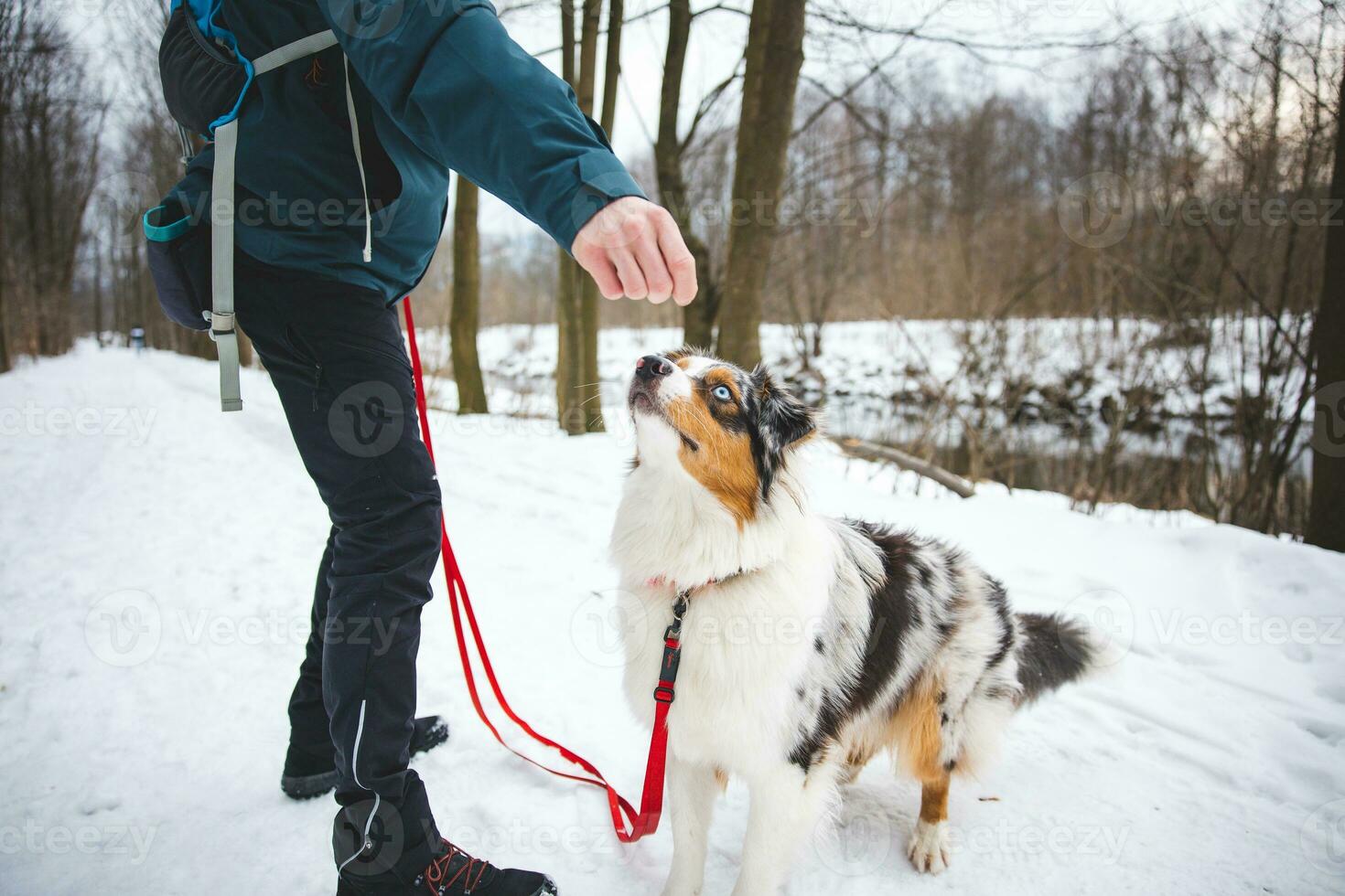 Owner throws treats to his four-legged best friend Australian Shepherd during an icy winter. The happiness of food photo