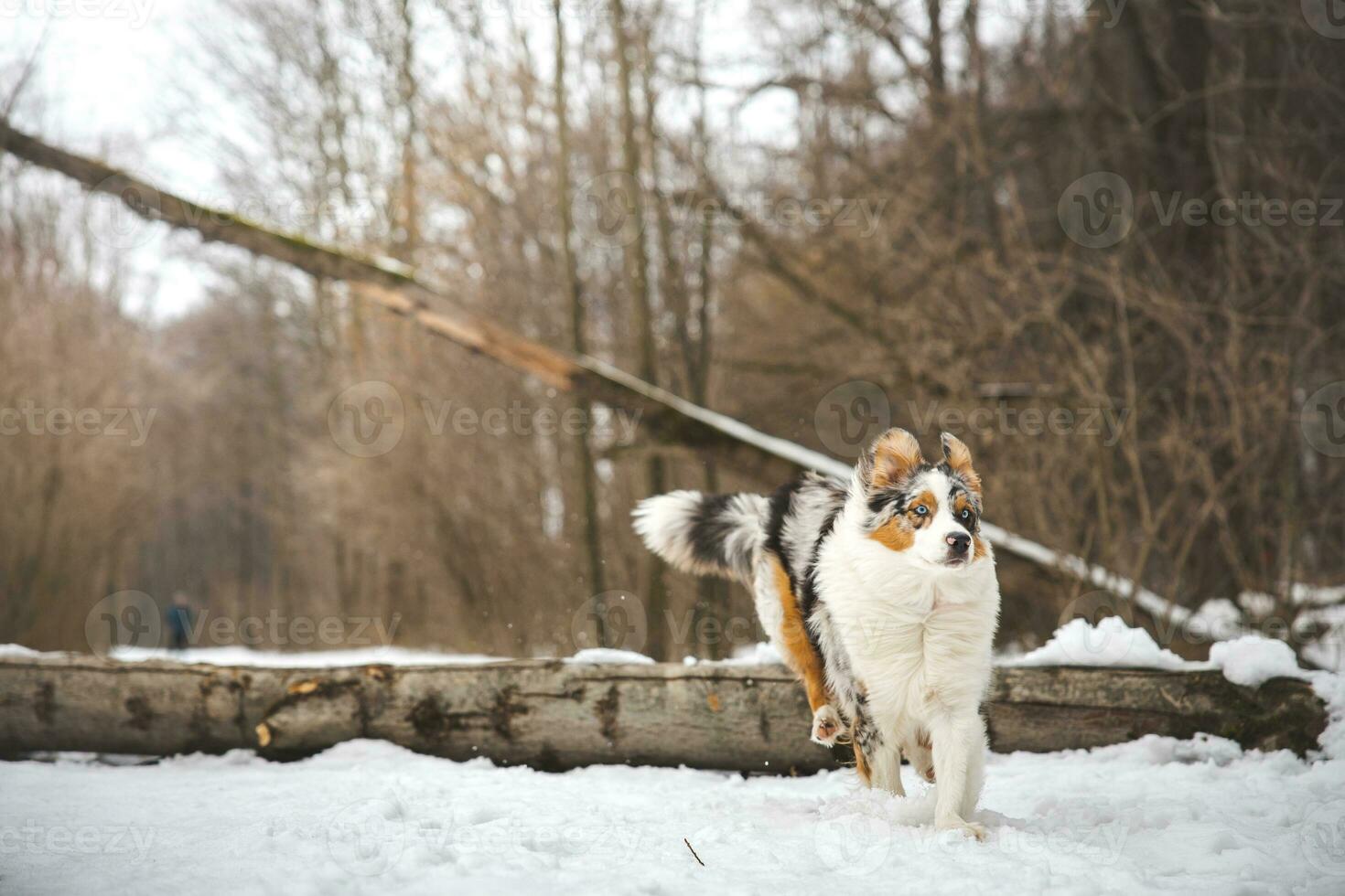 Pure happiness of an Australian Shepherd puppy jumping over a fallen tree in a snowy forest during December in the Czech Republic. Close-up of a dog jumping photo