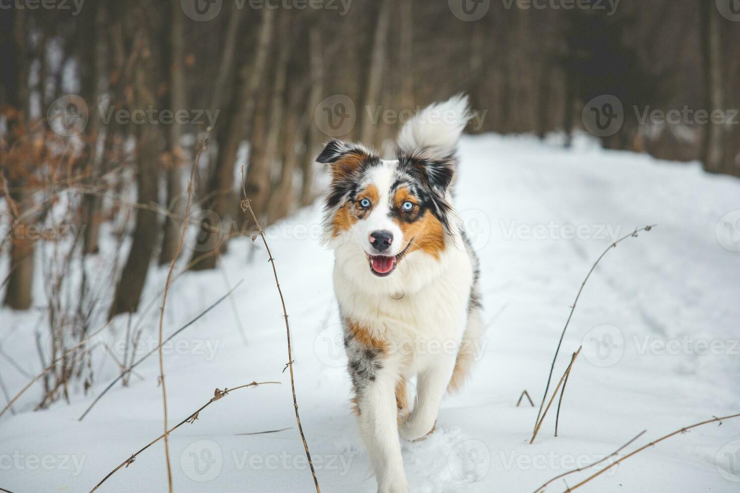 Portrait of Australian Shepherd puppy walking in snow in Beskydy mountains, Czech Republic. Dog's view into the camera photo