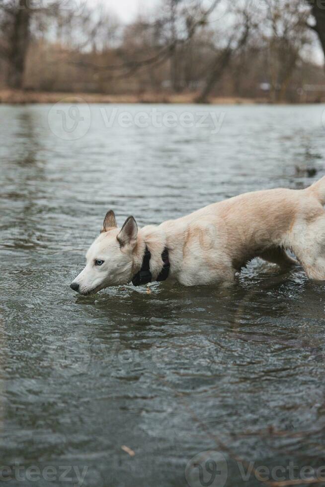 White Siberian Husky with piercing blue eyes is bathing in a cold river. Ostrava, Czech Republic photo