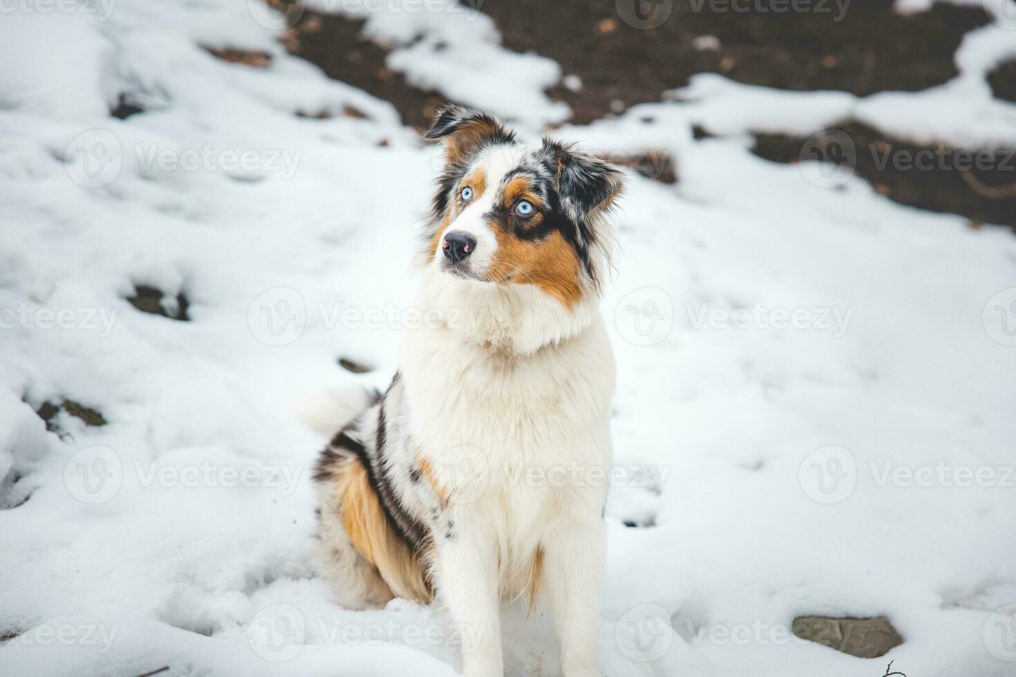 Portrait of an Australian Shepherd puppy sitting in the snow in Beskydy mountains, Czech Republic. View of dog on his owner and politely waiting photo