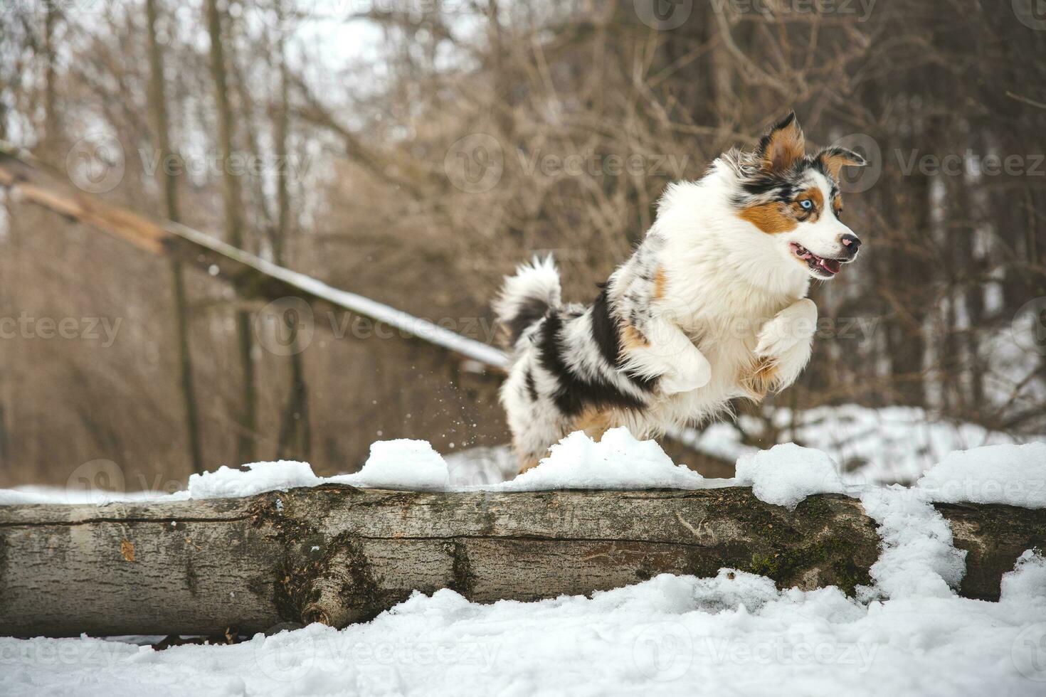 Pure happiness of an Australian Shepherd puppy jumping over a fallen tree in a snowy forest during December in the Czech Republic. Close-up of a dog jumping photo