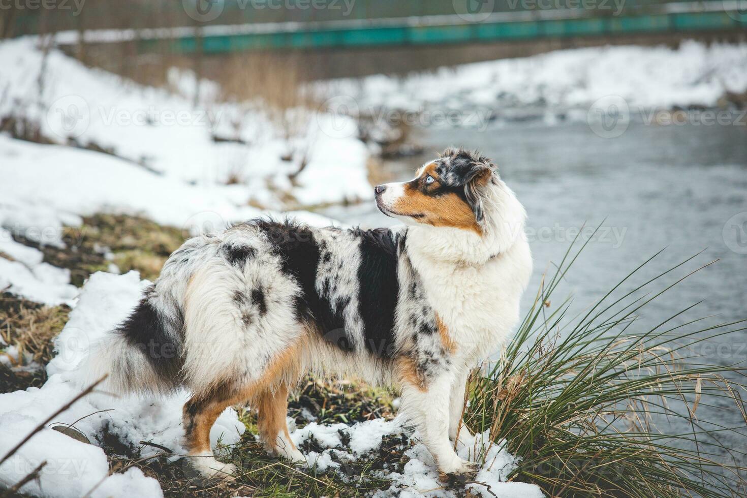 Portrait of Australian Shepherd puppy bathing in water in Beskydy mountains, Czech Republic. Enjoying the water and looking for his master photo