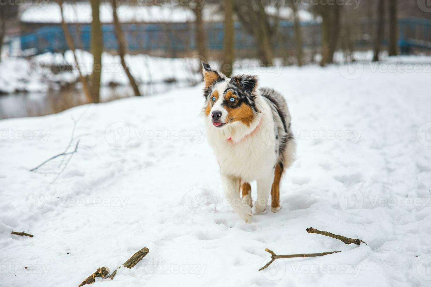 Portrait of Australian Shepherd puppy running in snow in Beskydy mountains, Czech Republic. Dog's view into the camera photo
