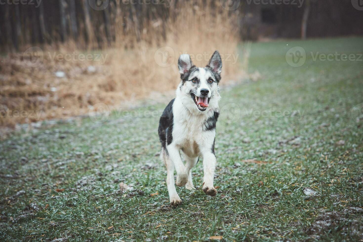 Black and white hybrid husky-malamute running through meadow. Different expressions of the dog. Freedom for pet photo