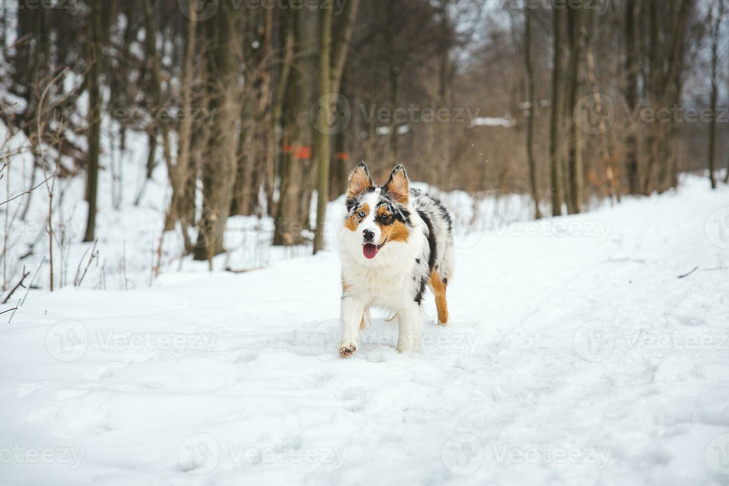 Portrait of Australian Shepherd puppy running in snow in Beskydy mountains, Czech Republic. Dog's view into the camera photo