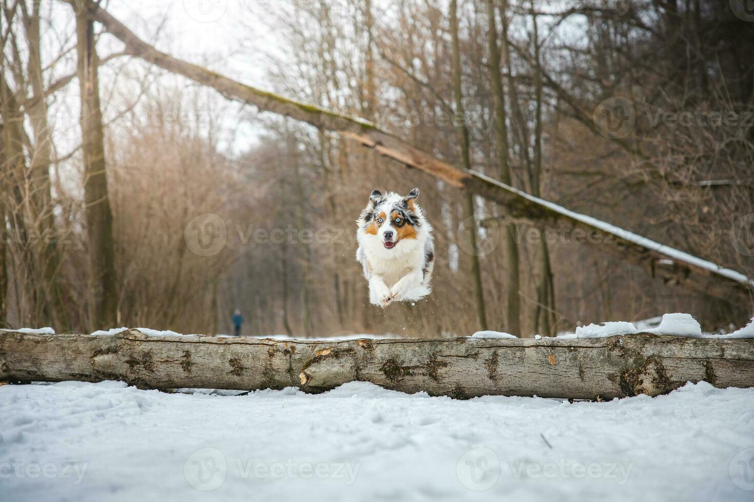 Pure happiness of an Australian Shepherd puppy jumping over a fallen tree in a snowy forest during December in the Czech Republic. Close-up of a dog jumping photo