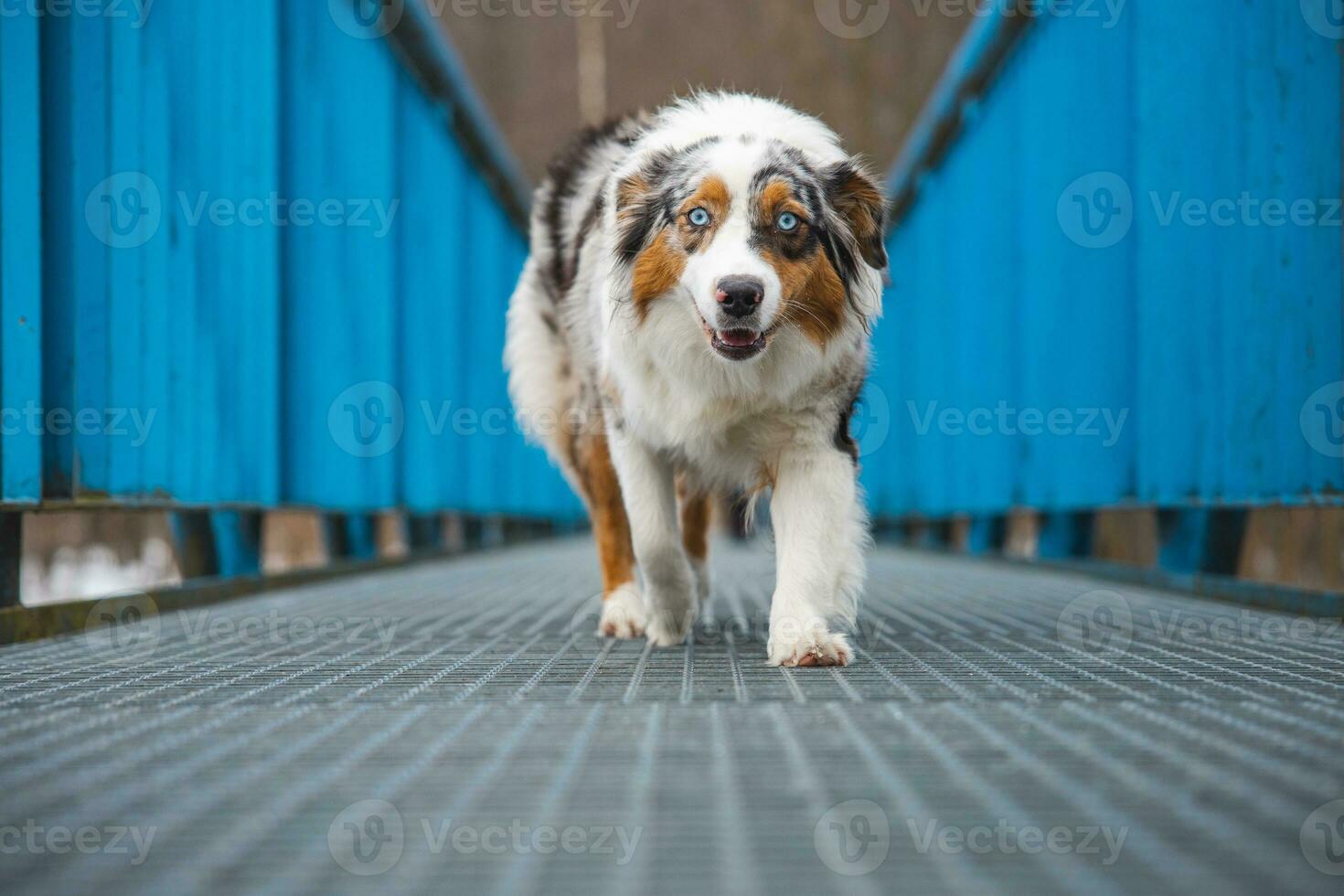 Fearful expression of an Australian Shepherd puppy walking across a leaky bridge. The lack of self-confidence of a dog. Handling a critical moment photo