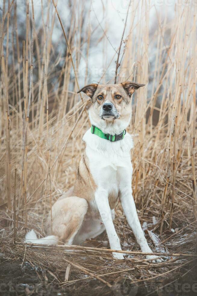Portrait of a White and brown dog is sitting in the field. Posing the dog for the camera. Proud owner. Ostrava, Czech republic photo