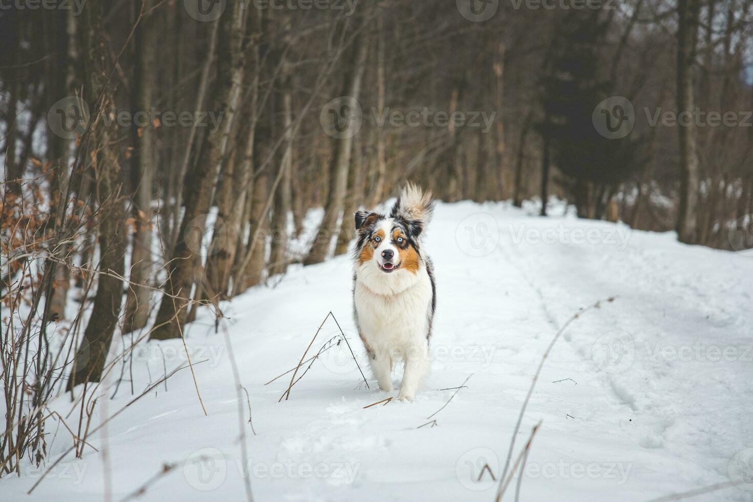Portrait of Australian Shepherd puppy walking in snow in Beskydy mountains, Czech Republic. Dog's view into the camera photo