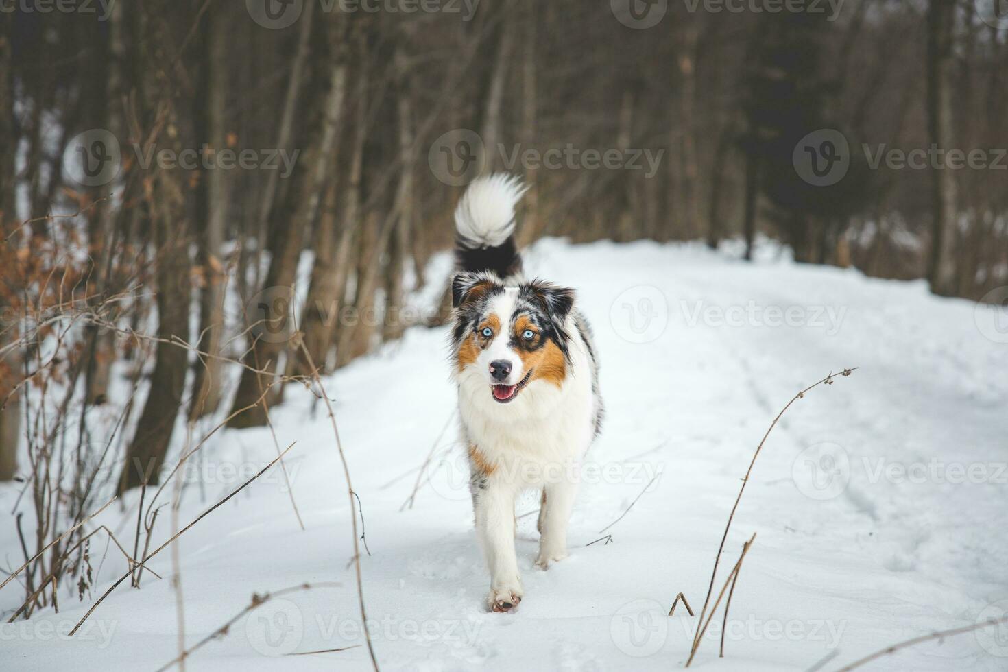 Portrait of Australian Shepherd puppy walking in snow in Beskydy mountains, Czech Republic. Dog's view into the camera photo