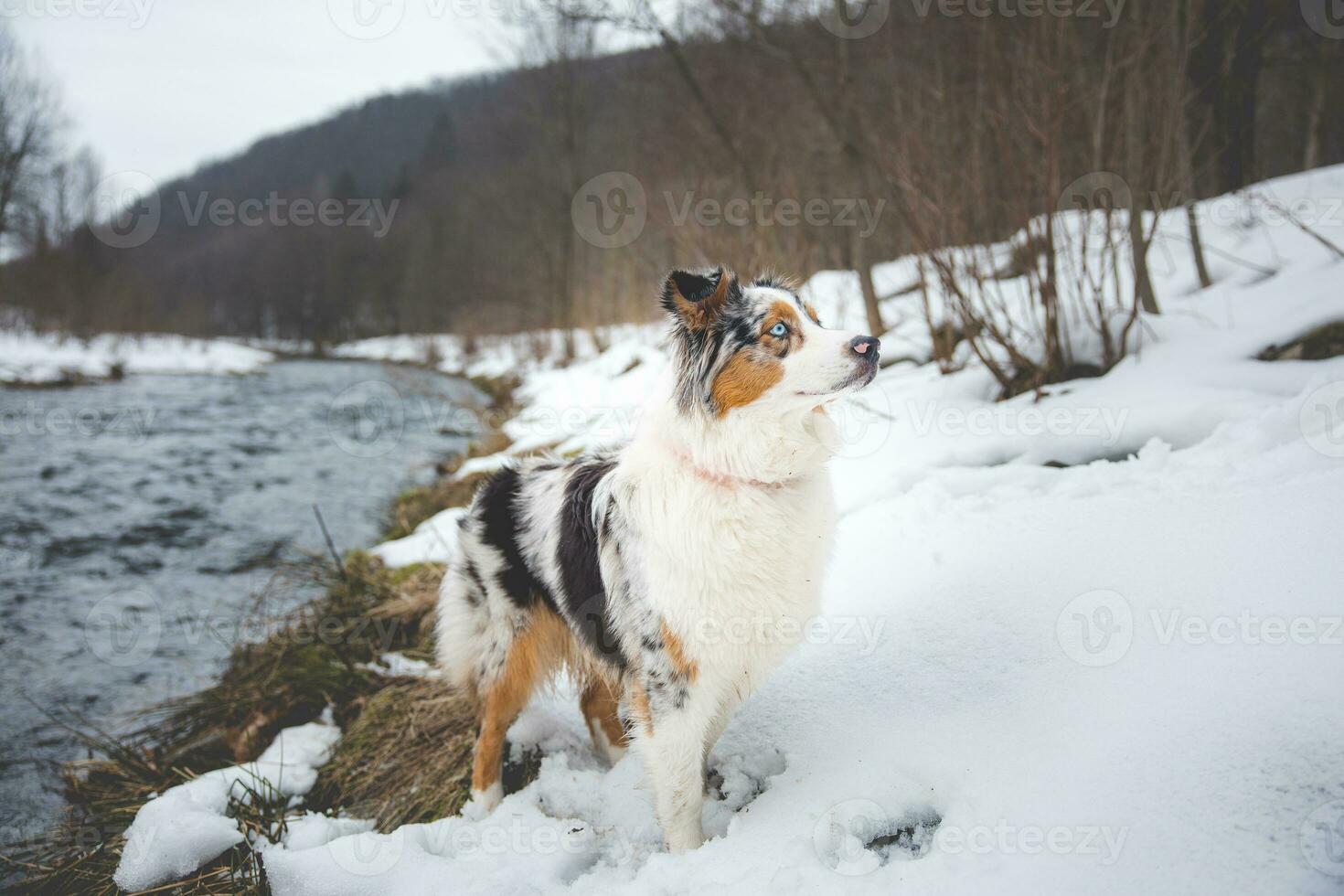 Portrait of Australian Shepherd puppy bathing in water in Beskydy mountains, Czech Republic. Enjoying the water and looking for his master photo