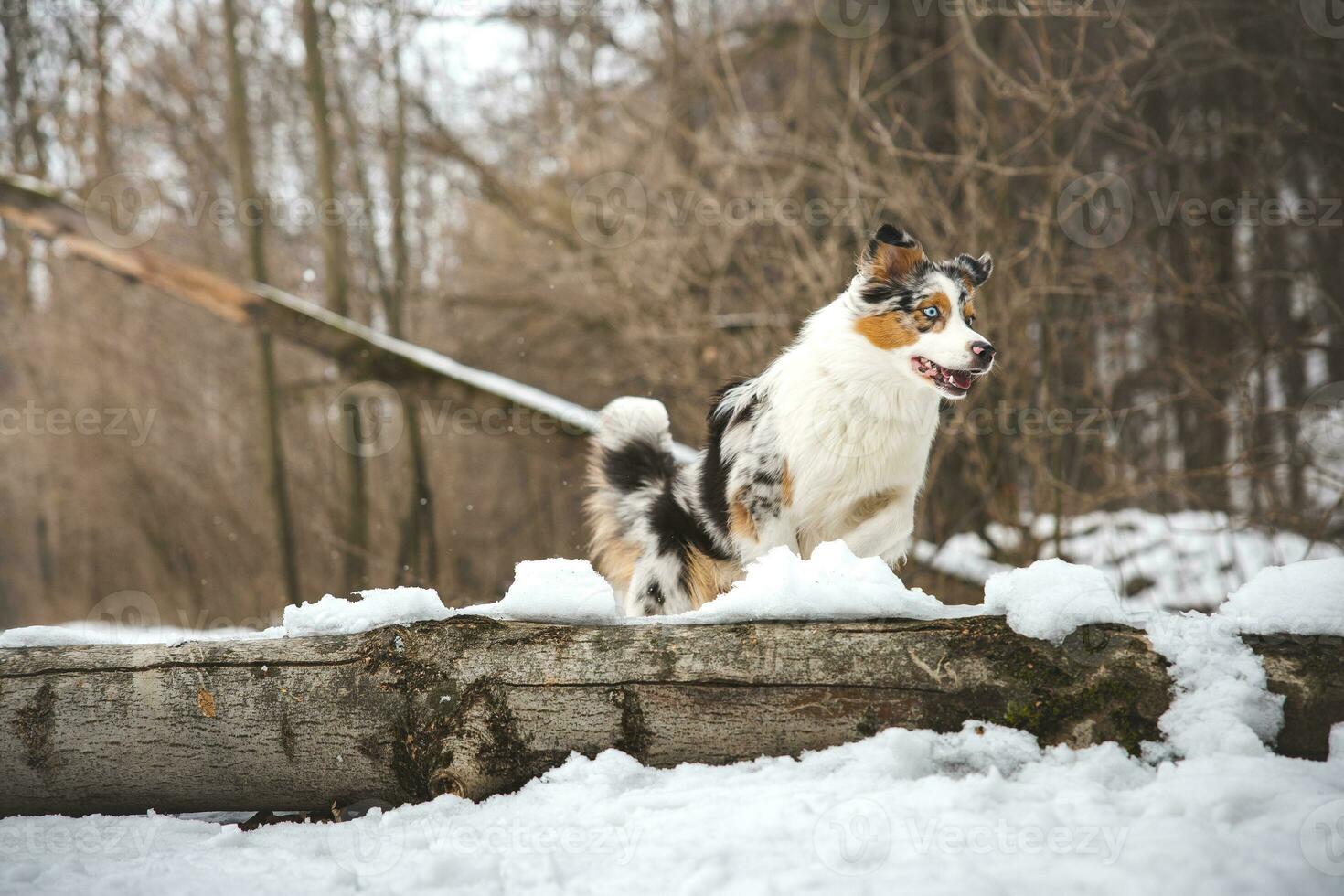 Pure happiness of an Australian Shepherd puppy jumping over a fallen tree in a snowy forest during December in the Czech Republic. Close-up of a dog jumping photo
