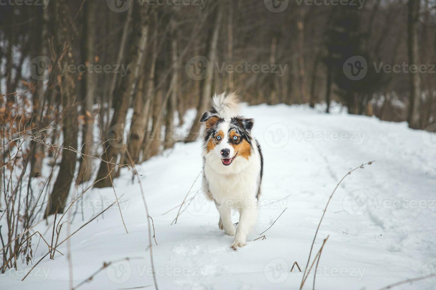 Portrait of Australian Shepherd puppy walking in snow in Beskydy mountains, Czech Republic. Dog's view into the camera photo