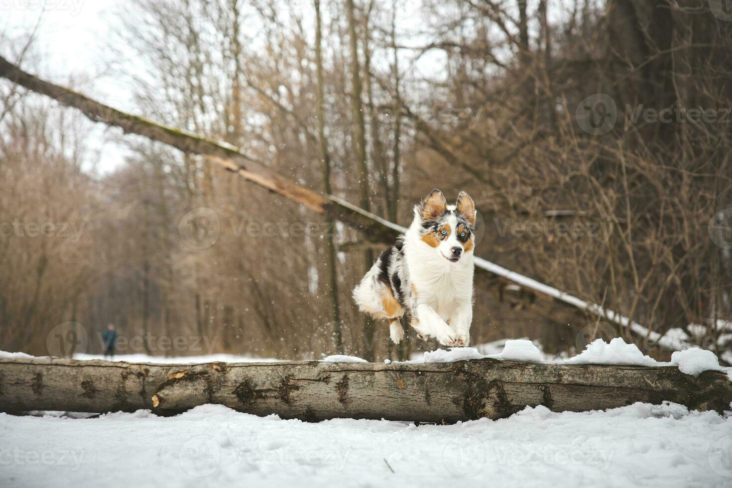 Pure happiness of an Australian Shepherd puppy jumping over a fallen tree in a snowy forest during December in the Czech Republic. Close-up of a dog jumping photo