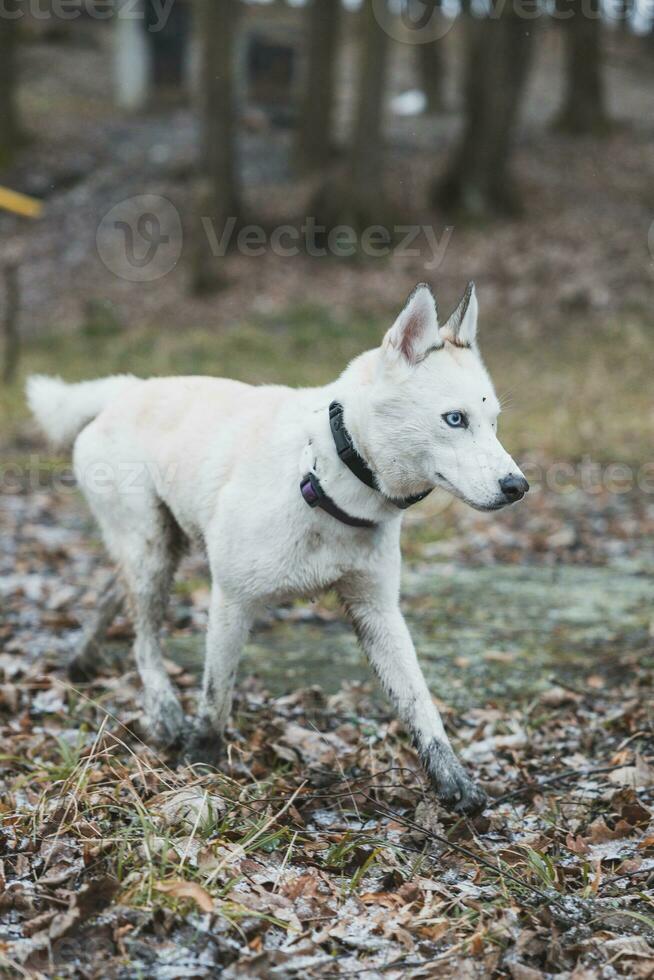 White Siberian Husky with piercing blue eyes running in the open in the woods during autumn in the morning hours. Ostrava, Czech Republic photo