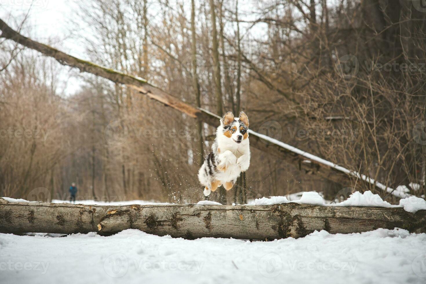 Pure happiness of an Australian Shepherd puppy jumping over a fallen tree in a snowy forest during December in the Czech Republic. Close-up of a dog jumping photo