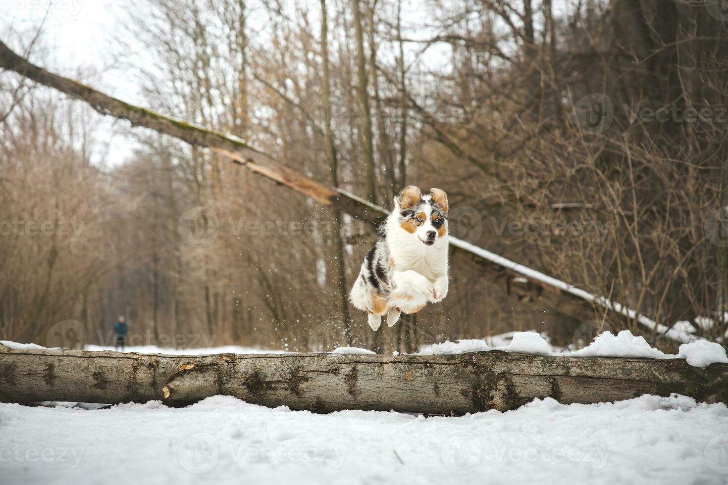 Pure happiness of an Australian Shepherd puppy jumping over a fallen tree in a snowy forest during December in the Czech Republic. Close-up of a dog jumping photo