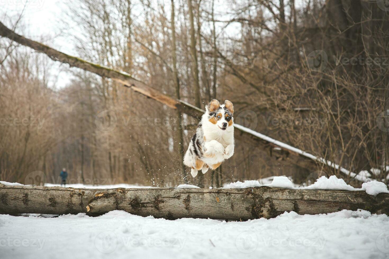 Pure happiness of an Australian Shepherd puppy jumping over a fallen tree in a snowy forest during December in the Czech Republic. Close-up of a dog jumping photo