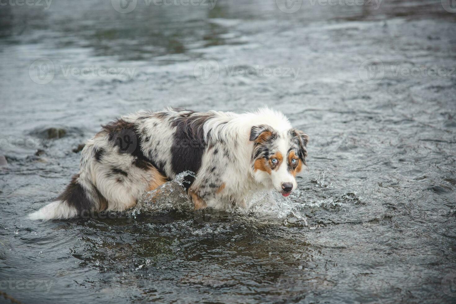 Portrait of Australian Shepherd puppy bathing in water in Beskydy mountains, Czech Republic. Enjoying the water and looking for his master photo