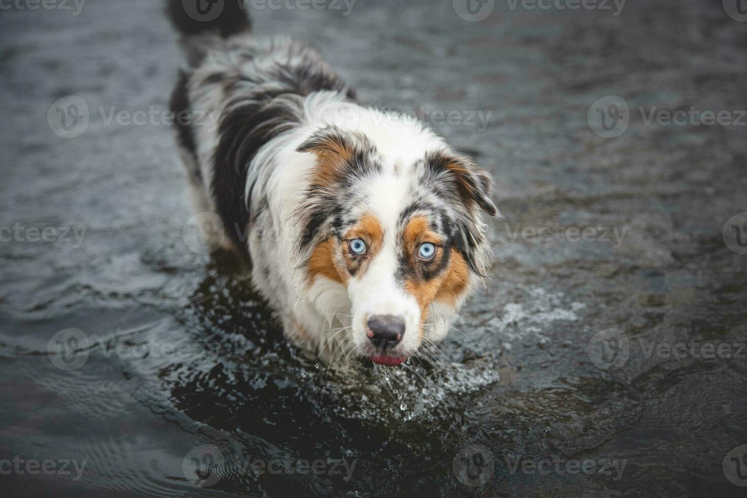 Portrait of Australian Shepherd puppy bathing in water in Beskydy mountains, Czech Republic. Enjoying the water and looking for his master photo