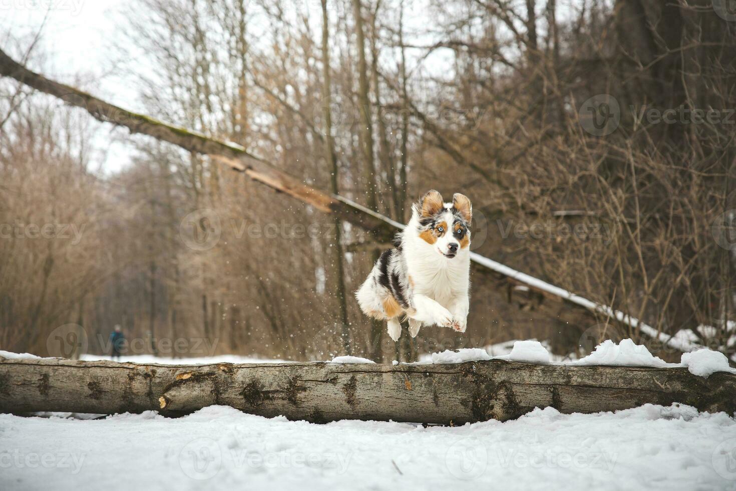 Pure happiness of an Australian Shepherd puppy jumping over a fallen tree in a snowy forest during December in the Czech Republic. Close-up of a dog jumping photo