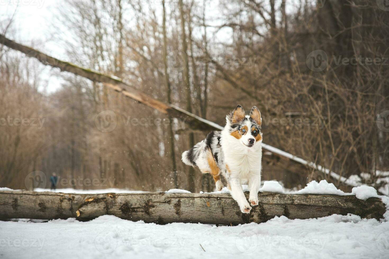 Pure happiness of an Australian Shepherd puppy jumping over a fallen tree in a snowy forest during December in the Czech Republic. Close-up of a dog jumping photo