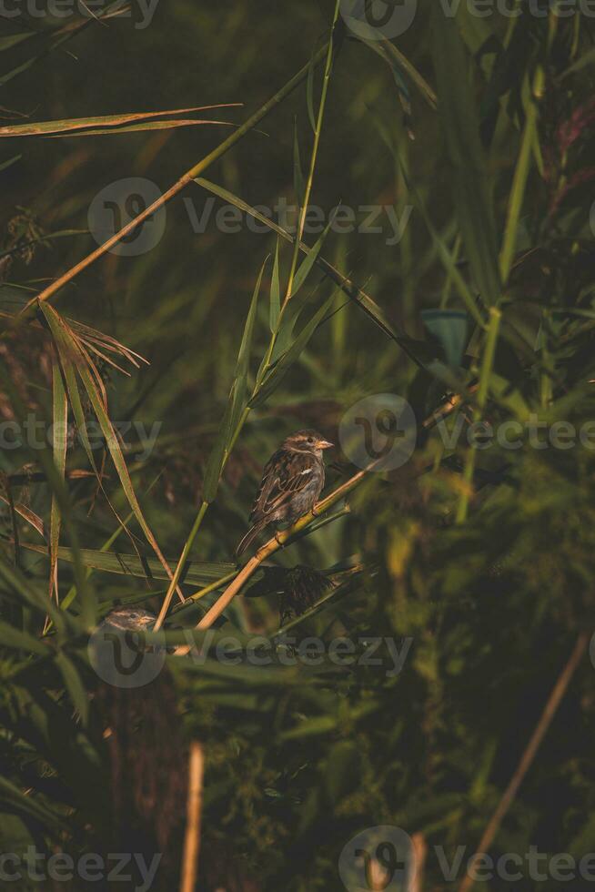 linda pequeño marrón pájaro es descansando en el arbustos, acecho el maravillas de el mundo alrededor a él. holandés aves foto