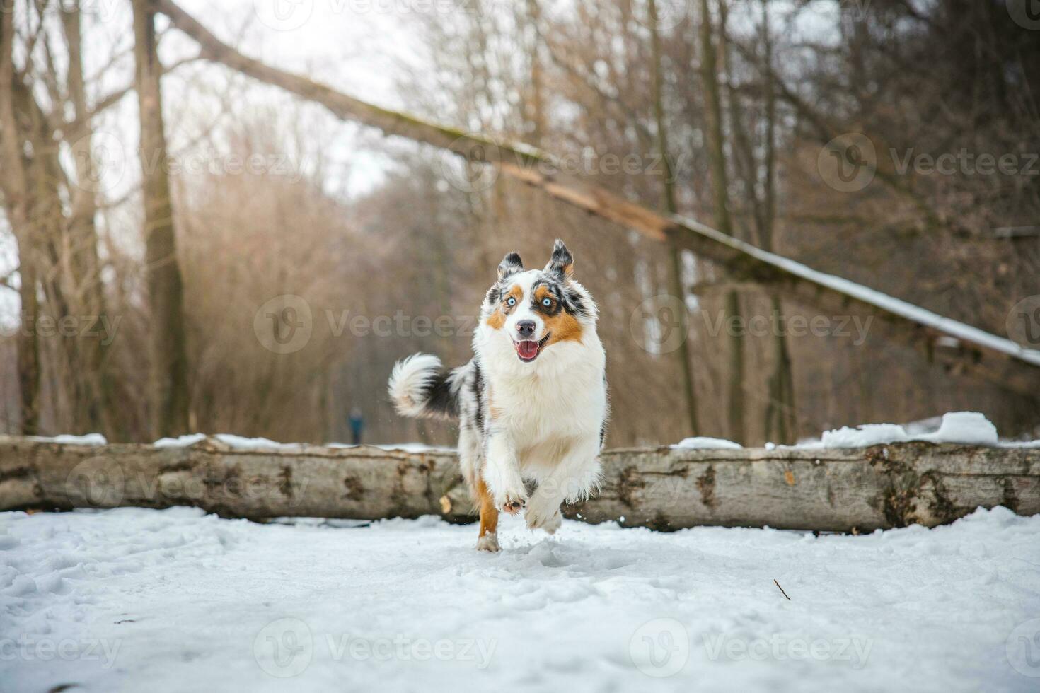 Pure happiness of an Australian Shepherd puppy jumping over a fallen tree in a snowy forest during December in the Czech Republic. Close-up of a dog jumping photo