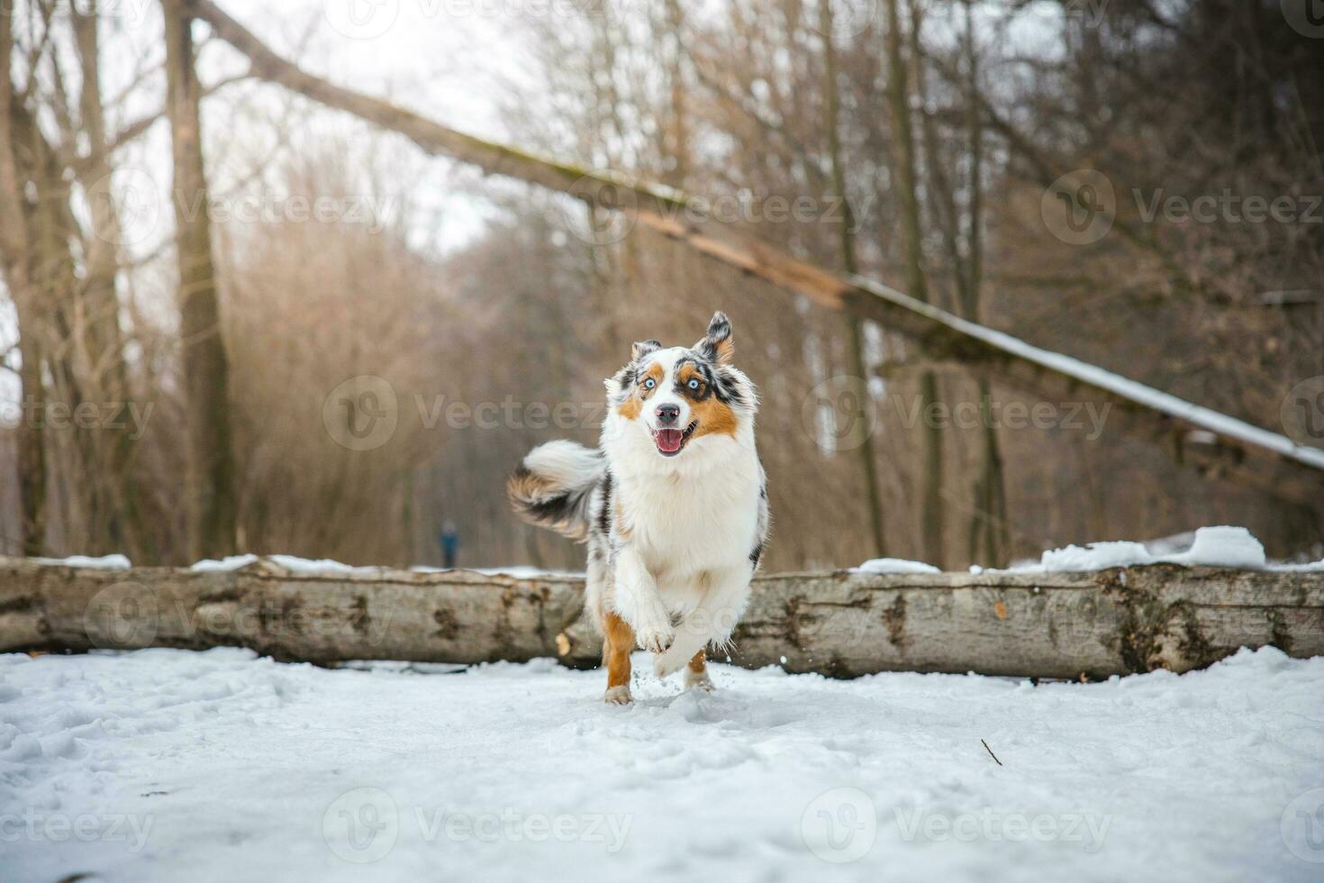 Pure happiness of an Australian Shepherd puppy jumping over a fallen tree in a snowy forest during December in the Czech Republic. Close-up of a dog jumping photo