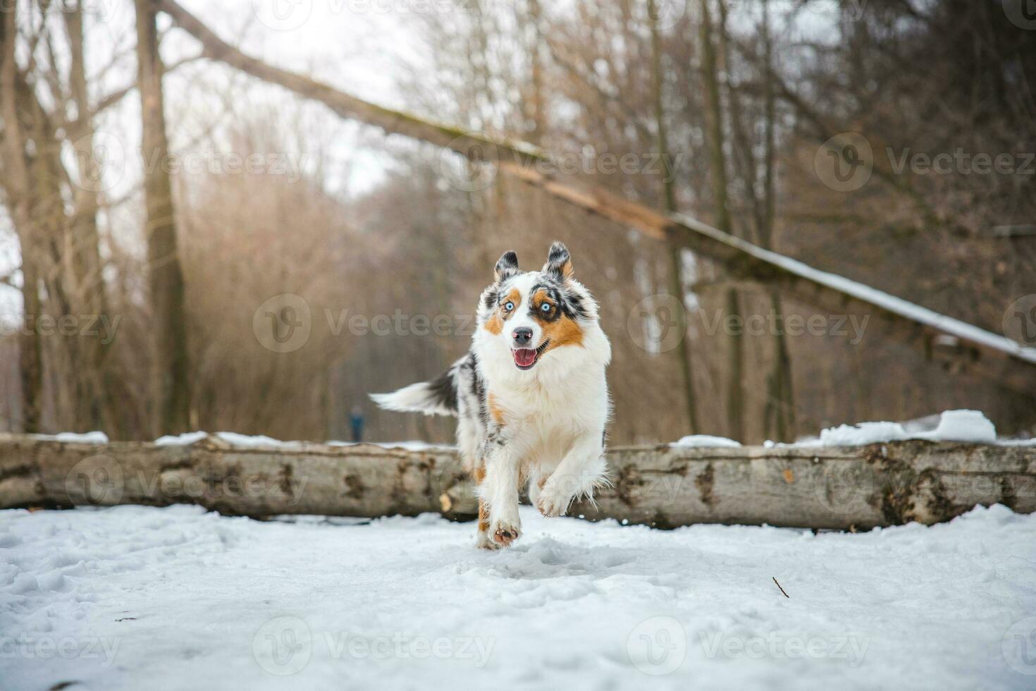 Pure happiness of an Australian Shepherd puppy jumping over a fallen tree in a snowy forest during December in the Czech Republic. Close-up of a dog jumping photo