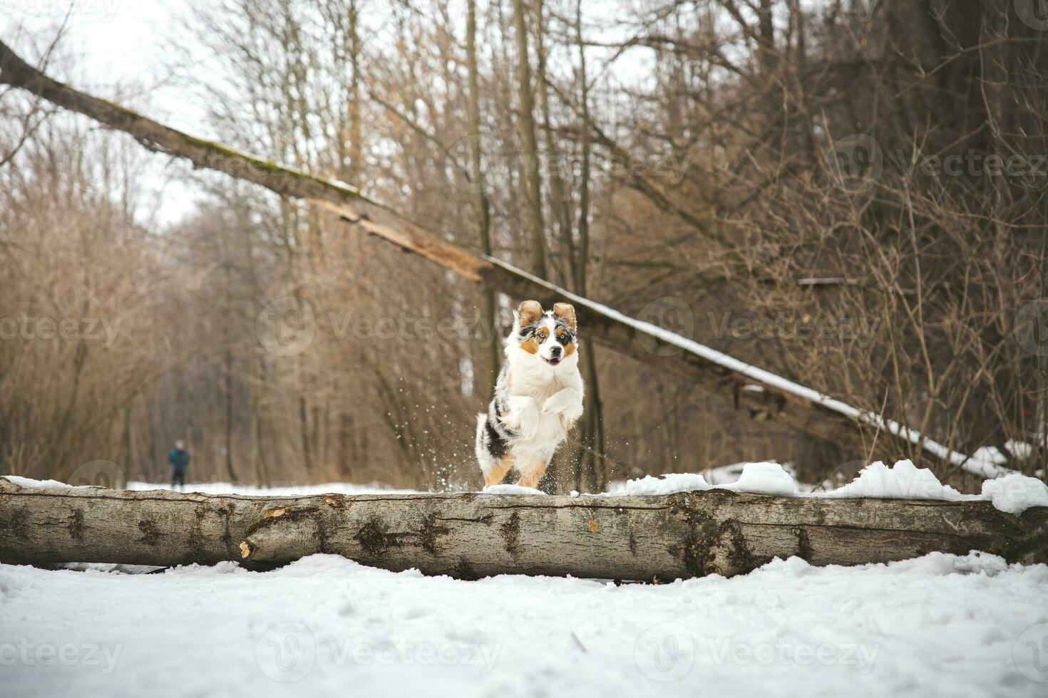 Pure happiness of an Australian Shepherd puppy jumping over a fallen tree in a snowy forest during December in the Czech Republic. Close-up of a dog jumping photo