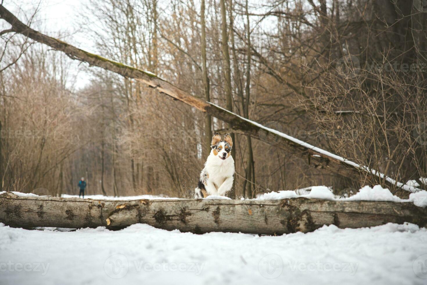 Pure happiness of an Australian Shepherd puppy jumping over a fallen tree in a snowy forest during December in the Czech Republic. Close-up of a dog jumping photo