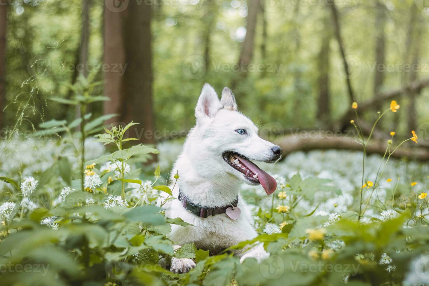 White Siberian Husky with piercing blue eyes fed by his owner while the dog sits in a tree. Candid portrait of a white snow dog photo