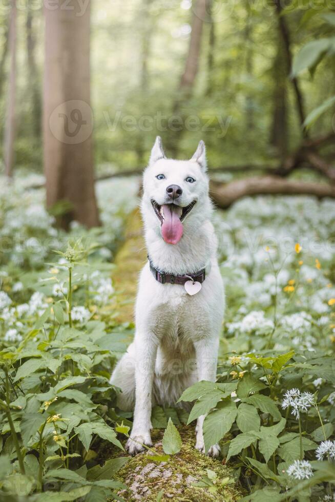 White Siberian Husky with piercing blue eyes fed by his owner while the dog sits in a tree. Candid portrait of a white snow dog photo