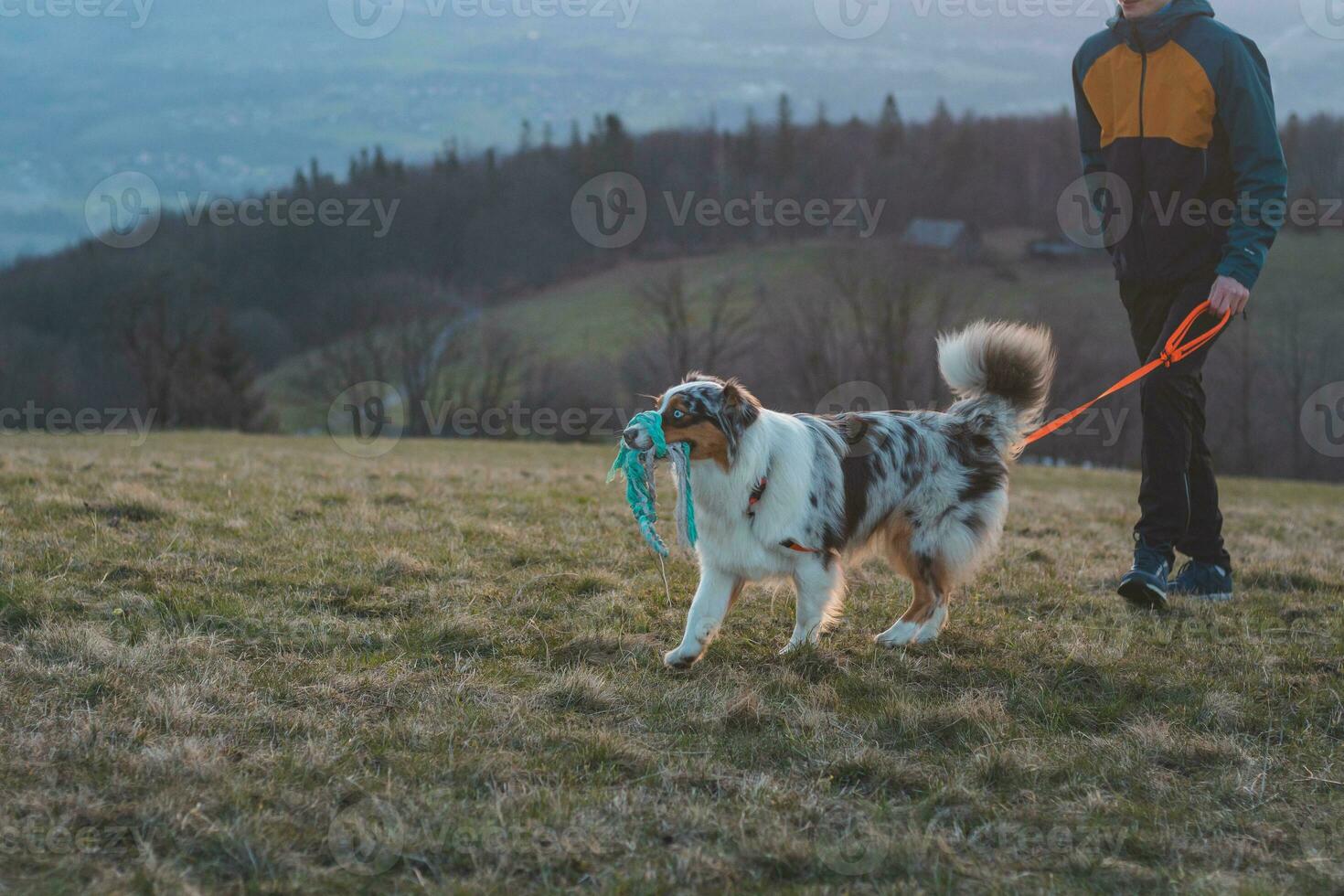 Cute portrait of an Australian Shepherd holding his favourite toy in his mouth and watching the sunset. A colourful puppy and an intrigued look photo