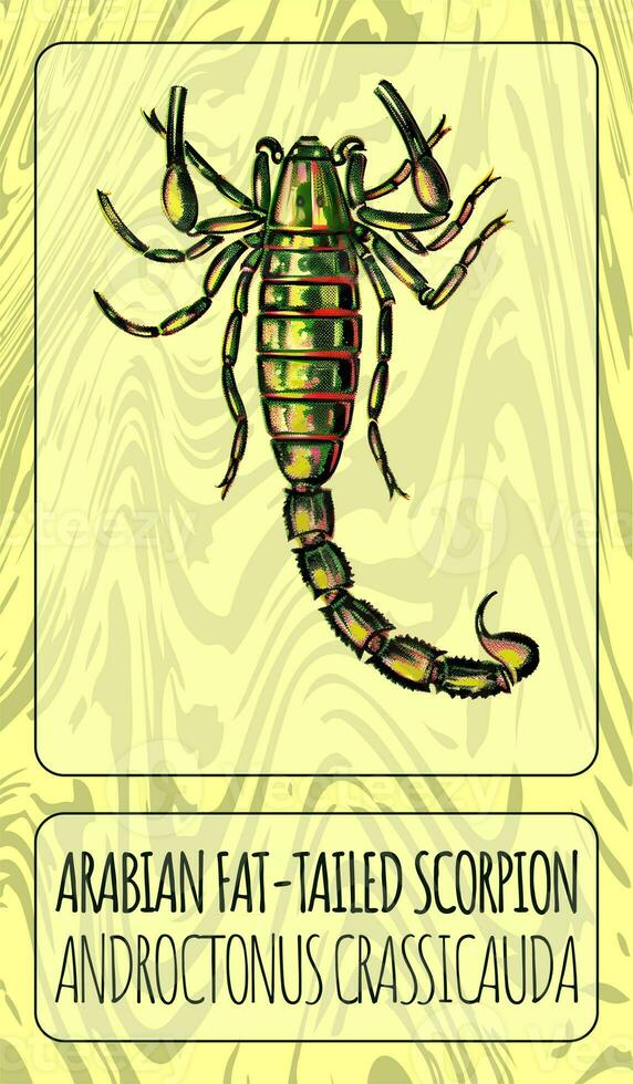 AI generated Color illustration of ARABIAN FAT-TAILED SCORPION or in Latin ANDROCTONUS CRASSICAUDA . Generative AI. photo