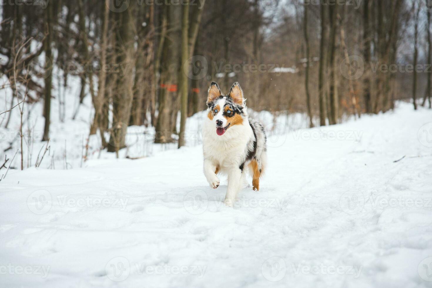 Portrait of Australian Shepherd puppy running in snow in Beskydy mountains, Czech Republic. Dog's view into the camera photo