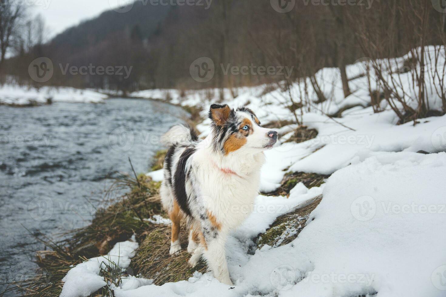 Portrait of Australian Shepherd puppy bathing in water in Beskydy mountains, Czech Republic. Enjoying the water and looking for his master photo