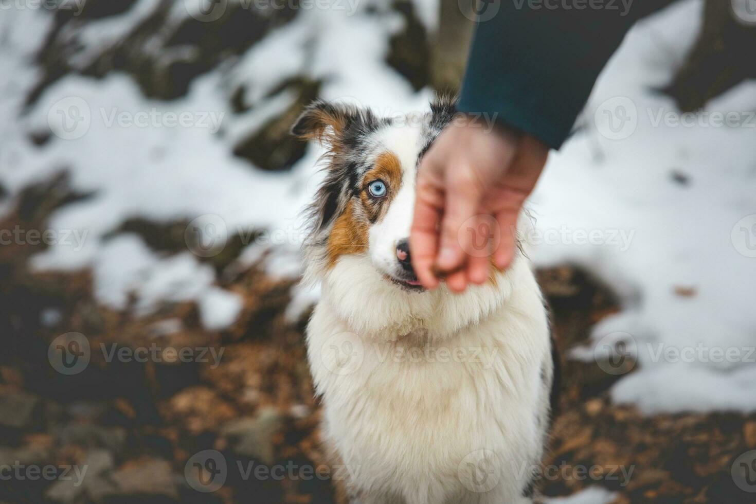 retrato de un australiano pastor perrito sentado en el nieve en beskydy montañas, checo república. ver de perro en su propietario y cortésmente esperando foto