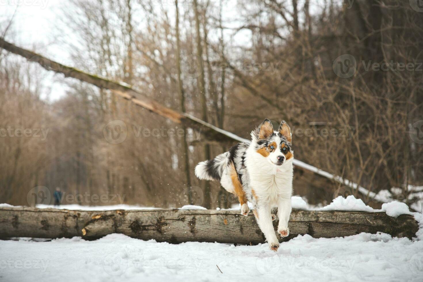 Pure happiness of an Australian Shepherd puppy jumping over a fallen tree in a snowy forest during December in the Czech Republic. Close-up of a dog jumping photo