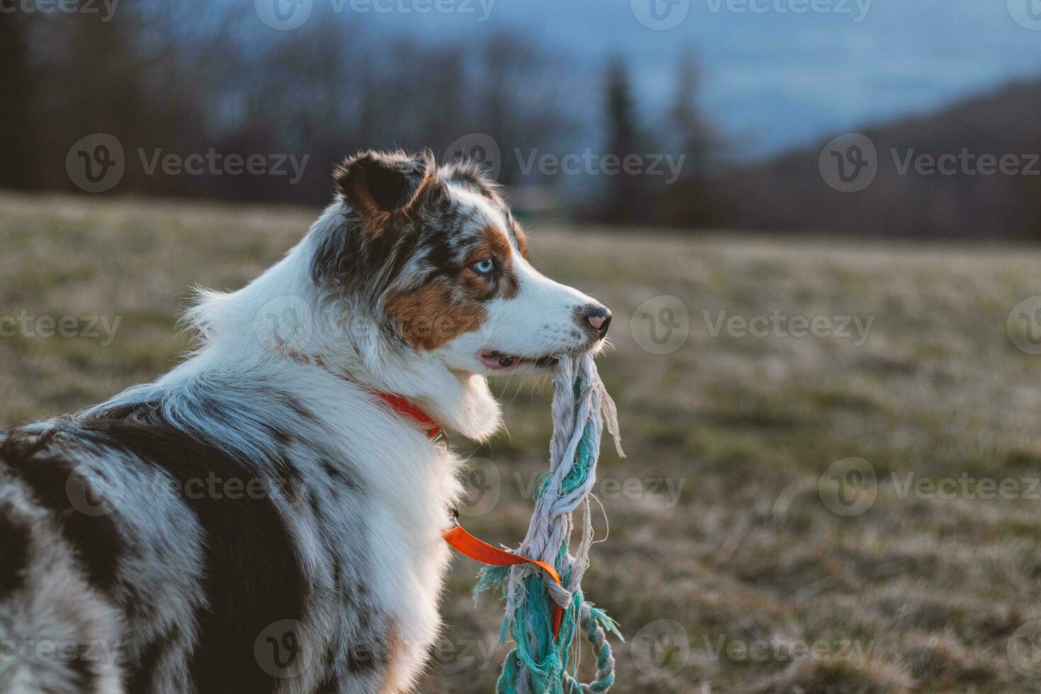 Cute portrait of an Australian Shepherd holding his favourite toy in his mouth and watching the sunset. A colourful puppy and an intrigued look photo