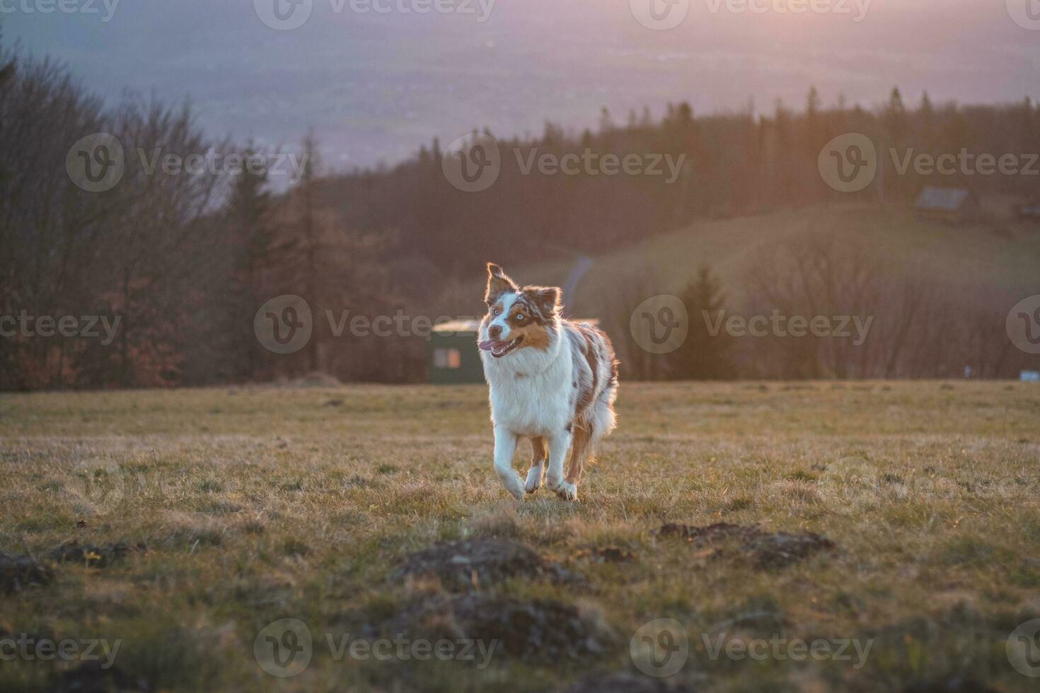 Portrait of an Australian Shepherd puppy with smiling face at sunset on top of a mountain in Beskydy mountains, Czech Republic photo