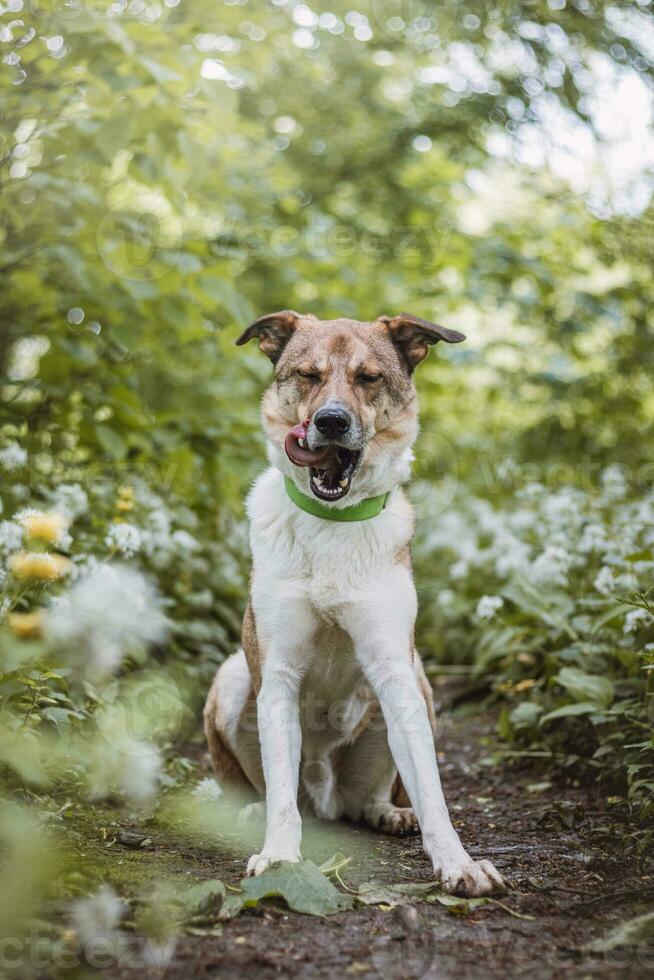 Portrait of a White and brown dog with a sad expression in a woodland covered with flowering bear garlic. Funny views of four-legged pets photo
