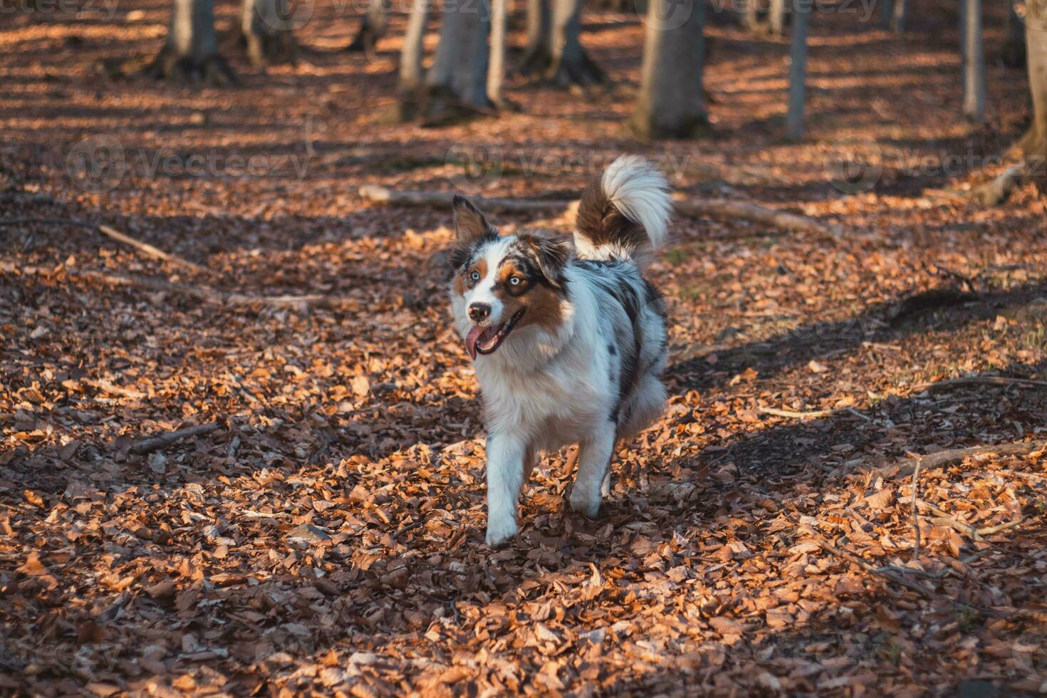 Portrait of Australian Shepherd puppy running in the forest with smiling and sticking out tongue in Beskydy mountains, Czech Republic. Joy of movement photo