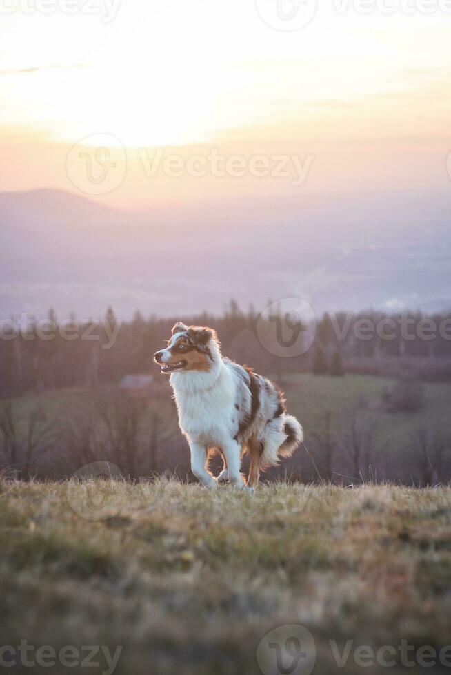 Portrait of an Australian Shepherd puppy running in a field with a smiling face at sunset on top of a mountain in Beskydy mountains, Czech Republic photo
