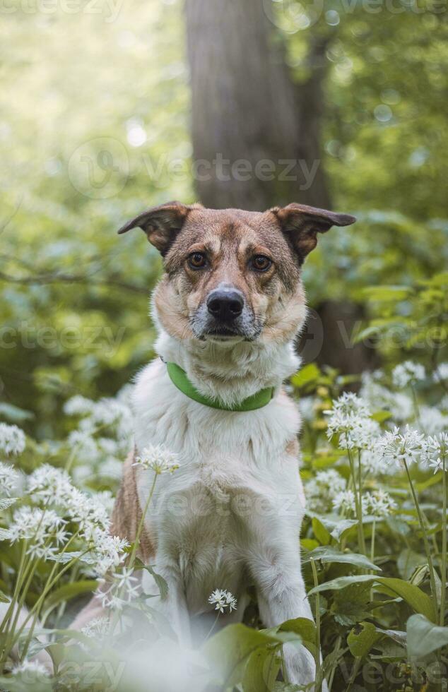 Portrait of a White and brown dog with a sad expression in a woodland covered with flowering bear garlic. Funny views of four-legged pets photo