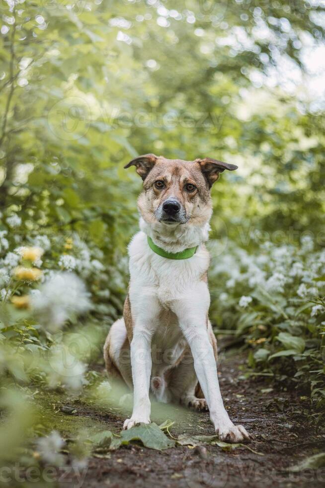 Portrait of a White and brown dog with a sad expression in a woodland covered with flowering bear garlic. Funny views of four-legged pets photo